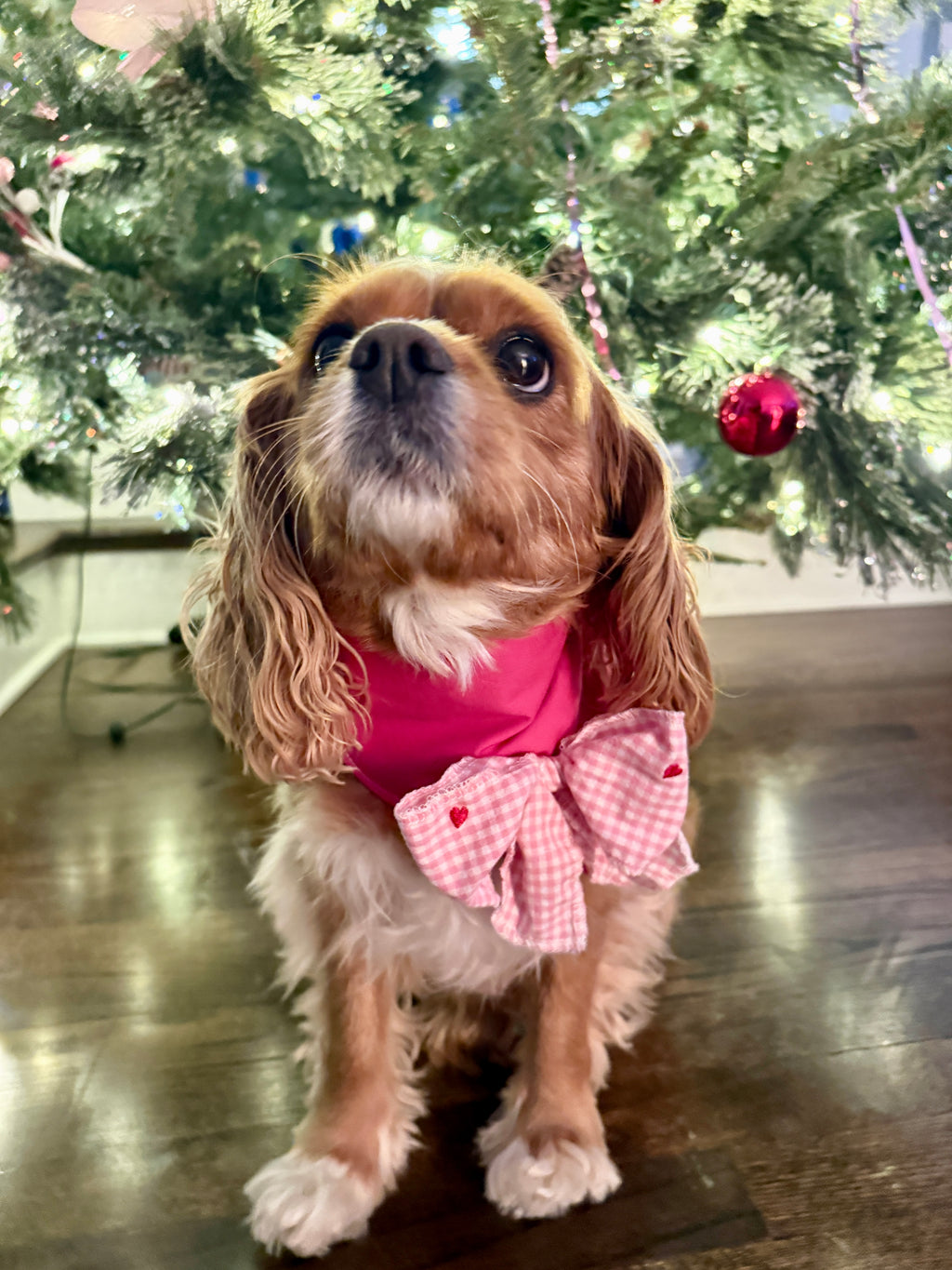 PupBow