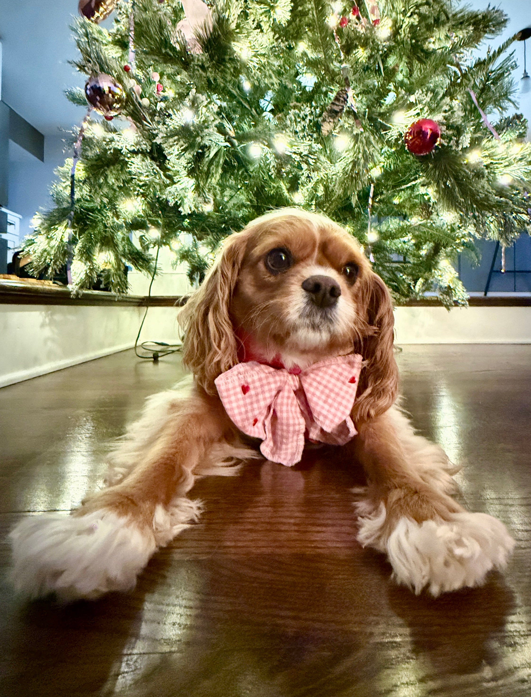 PupBow